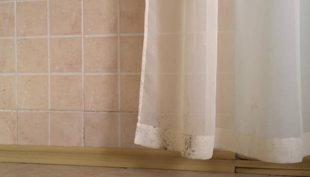 Best Basement Mold Removal  in Taylor Lake Village, TX