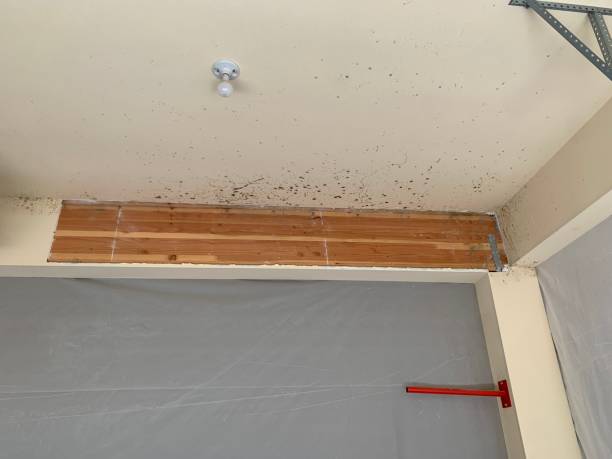 Best Mold Damage Restoration  in Taylor Lake Village, TX
